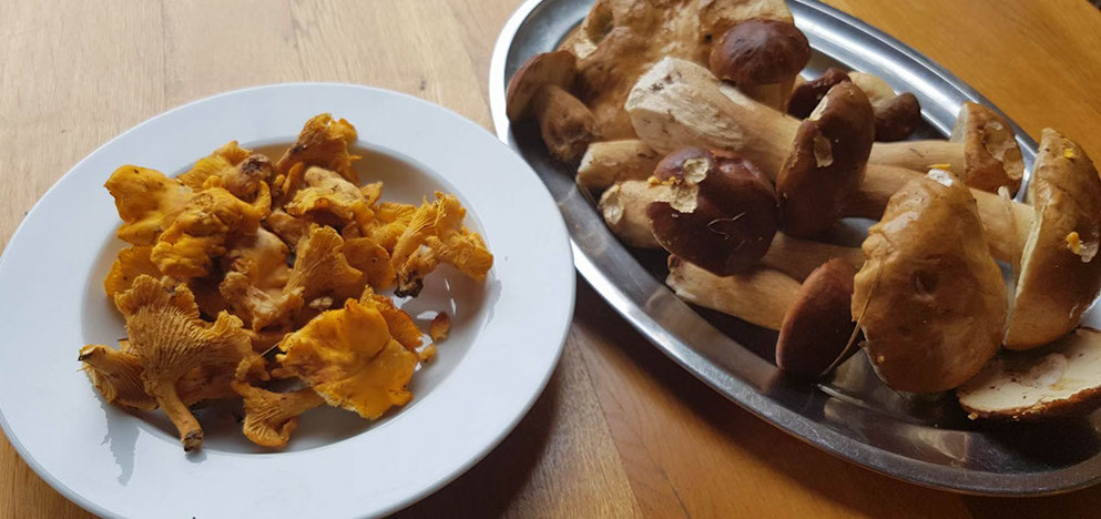 Vrganji i lisičarke